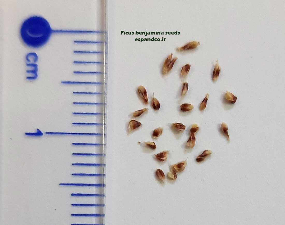  Ficus benjamina seeds 